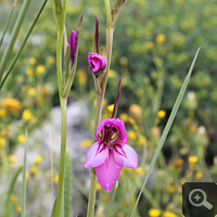 Die Italienische Gladiole (Gladiolus italicus).