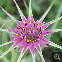 Interessante Blüte einer Haferwurzel (Tragopogon porrifolius).