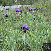 German iris (<i>Iris x germanica</i>).
