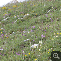 Beautiful meadows with Orchis morio and Orchis pauciflora.