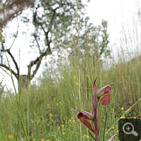 Serapias vomeracea in einem Olivenhain.