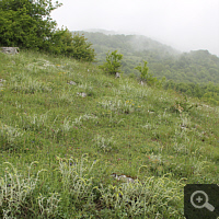 Soaking wet meadow near Alfedena.