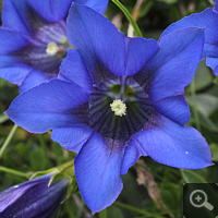 Der Alpenenzian (Gentiana alpina), eine Charakterpflanze der Alpen.