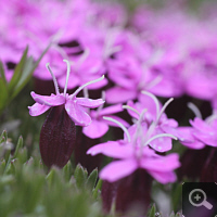 Close shot of the Moss Campion (Silene acaulis).