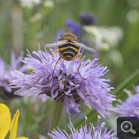 A hoverfly on a Bald Stemmed Globeflower (Globularia nudicaulis).