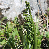 The moonwort (Botrychium lunaria), a grape-fern - species.