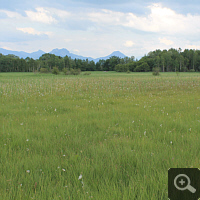 A fen in the district Rosenheim. Biotope of Orchis palustris.