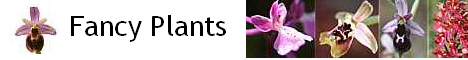 Informationen und zahlreiche Bilder zu europ&auml;ische Orchideen, fleischfressende Pflanzen und exotische Nutzpflanzen.