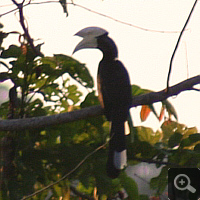 Great Hornbill (Buceros bicornis) in the dusk.