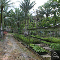 Tree nursery near Samboja.