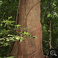 A strangler fig starts clutching.