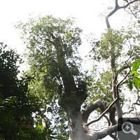 Großer Honey Tree (Koompassia excelsa).