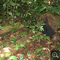 Illegal logging. The felled tree is immediately on site sawed into handy planks.