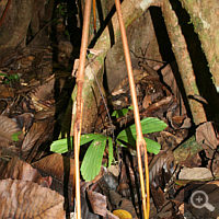 Towards the ground growing stilt root. This root type for the secure anchorage is normally produced by trees, which grow on very swampy soils.