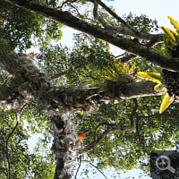 Urwaldriese mit reich mit Epiphyten besetzten Ästen.