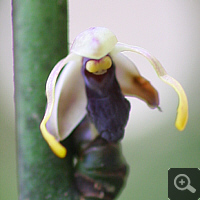 A not even one centimetre measuring orchid flower.