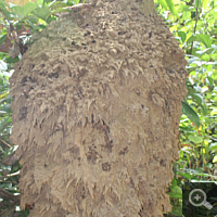 Termite mound.