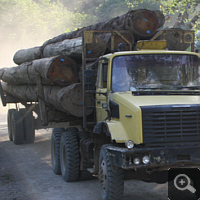 Logging truck with beaten giants.