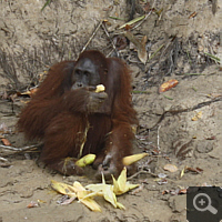 Eating orangutan on the Kaja Island.