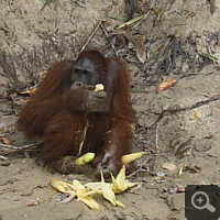 Essender Orang Utan auf der Kaja Island.