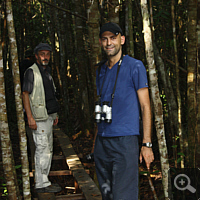 Trail through the swamp rainforest.