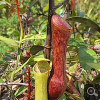 Kannenpflanze (Nepenthes spec.).