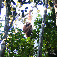 Mother Juni high up in the treetops.