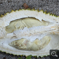 Halbierte Durian.