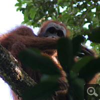 Wildlife orangutan.