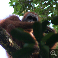 Wildlebender Orang Utan.