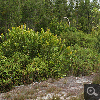 Sandiges und trockenes Habitat verschiedener Kannepflanzenarten (Nepenthes).