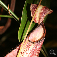 Pitcher of Nepenthes rafflesiana.