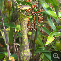 Pitcher of Nepenthes mirabilis.