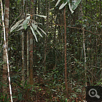 Sumpfregenwald, Standort von 10 verschiedenen Kannenpflanzenarten.