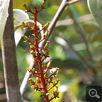 Young fruit spike of a Nepenthes mirabilis.