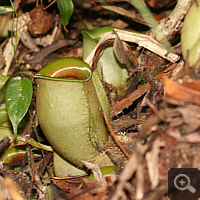 Pitcher of Nepenthes ampullaria on the floor.