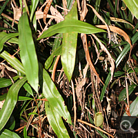 Circa 1 m high shrub of Nepenthes ampullaria.