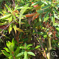 Circa 1,5 m high shrub of Nepenthes mirabilis.