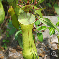 Kanne von Nepenthes mirabilis.