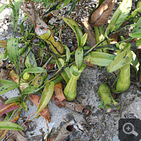 Shrub of Nepenthes mirabilis.