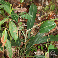 Strauch einer jungen Nepenthes rafflesiana.
