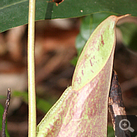 Young pitcher of Nepenthes rafflesiana.