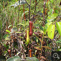 Strauch einer Nepenthes mirabilis.