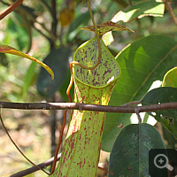 Pitcher of Nepenthes mirabilis.