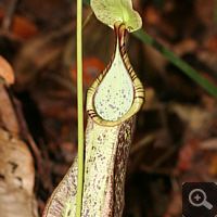 Pitcher of Nepenthes rafflesiana.