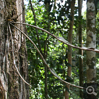 Epiphytisch wachsende Orchidee.