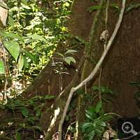 Jungle giants are mostly shallow-rooted plants. These distinct buttressed roots cater for more stability.