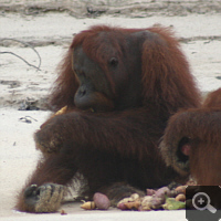 2 Orang Utans auf der Kaja Island beim Essen.