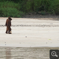 Orangutans can also walk upstanding a few metres.