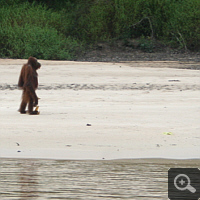 Wenige Meter können Orang Utans auch aufrecht zurücklegen.